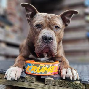 Individuelles Hundehalsband für mittelgroße bis große Hunde -