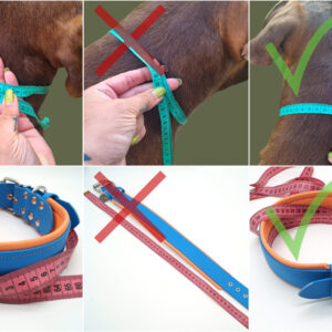 Individuelles Set aus Halsband & Leine für große bis sehr große Hunde - 