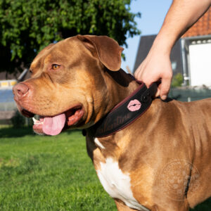 halsband mit griff