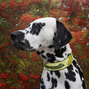 Gepolstertes Halsband aus Biothane