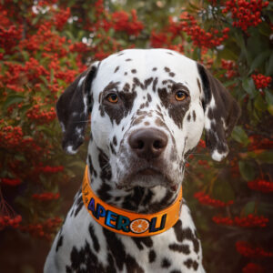 Gepolstertes Hundehalsband aus Biothane