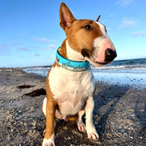 Gepolstertes Halsband aus Biothane 