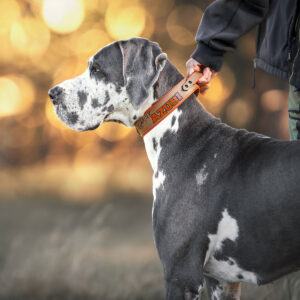 Sofortkauf: Taktisches Biothane Halsband mit Griff „Grip“ | Dalmatiner - Large