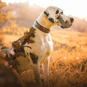 Halsband mit Leoparden Print - Large | HU 44-50 cm