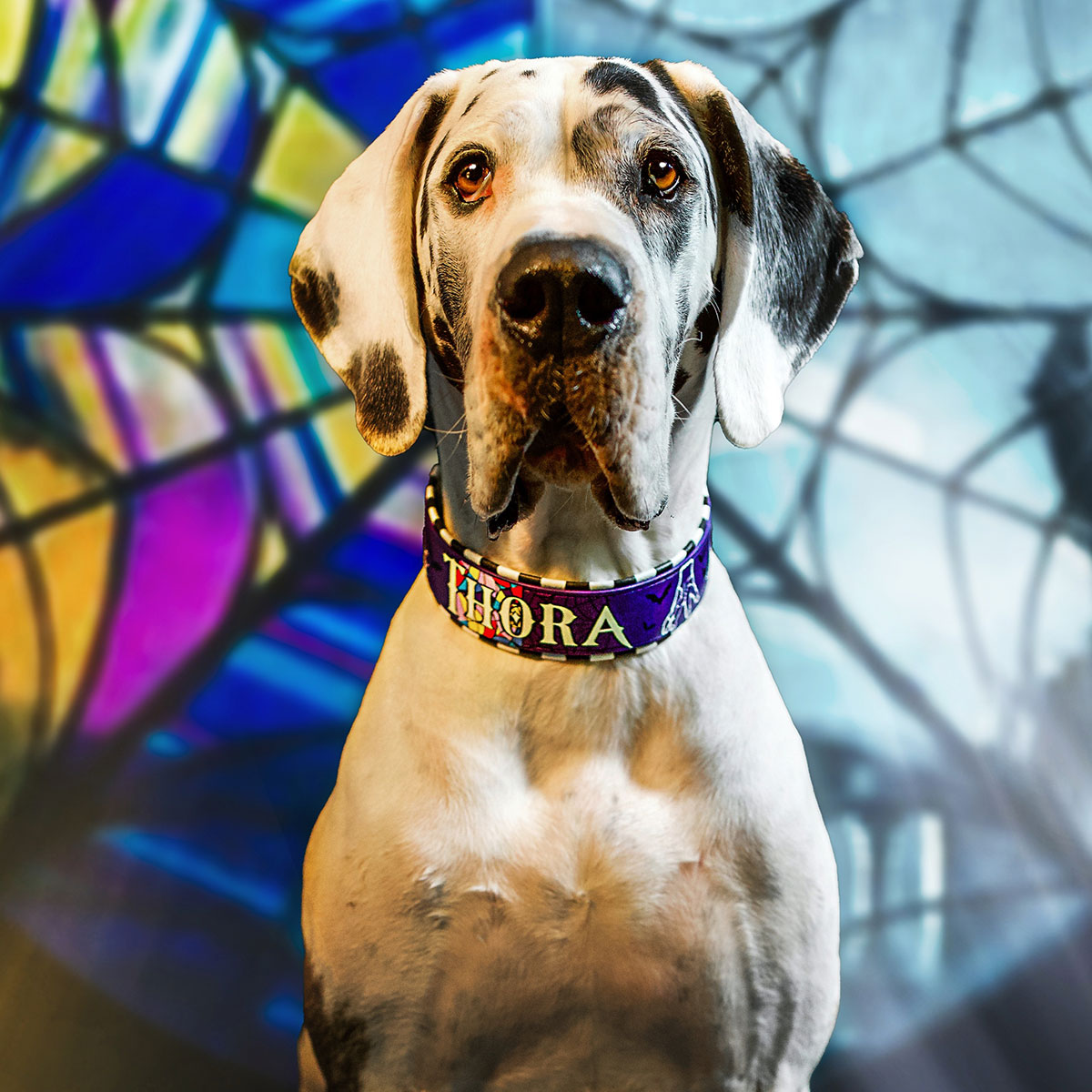 Gepolstertes Halsband aus Biothane "Halloween Edition 2025" | Large – Bild 2