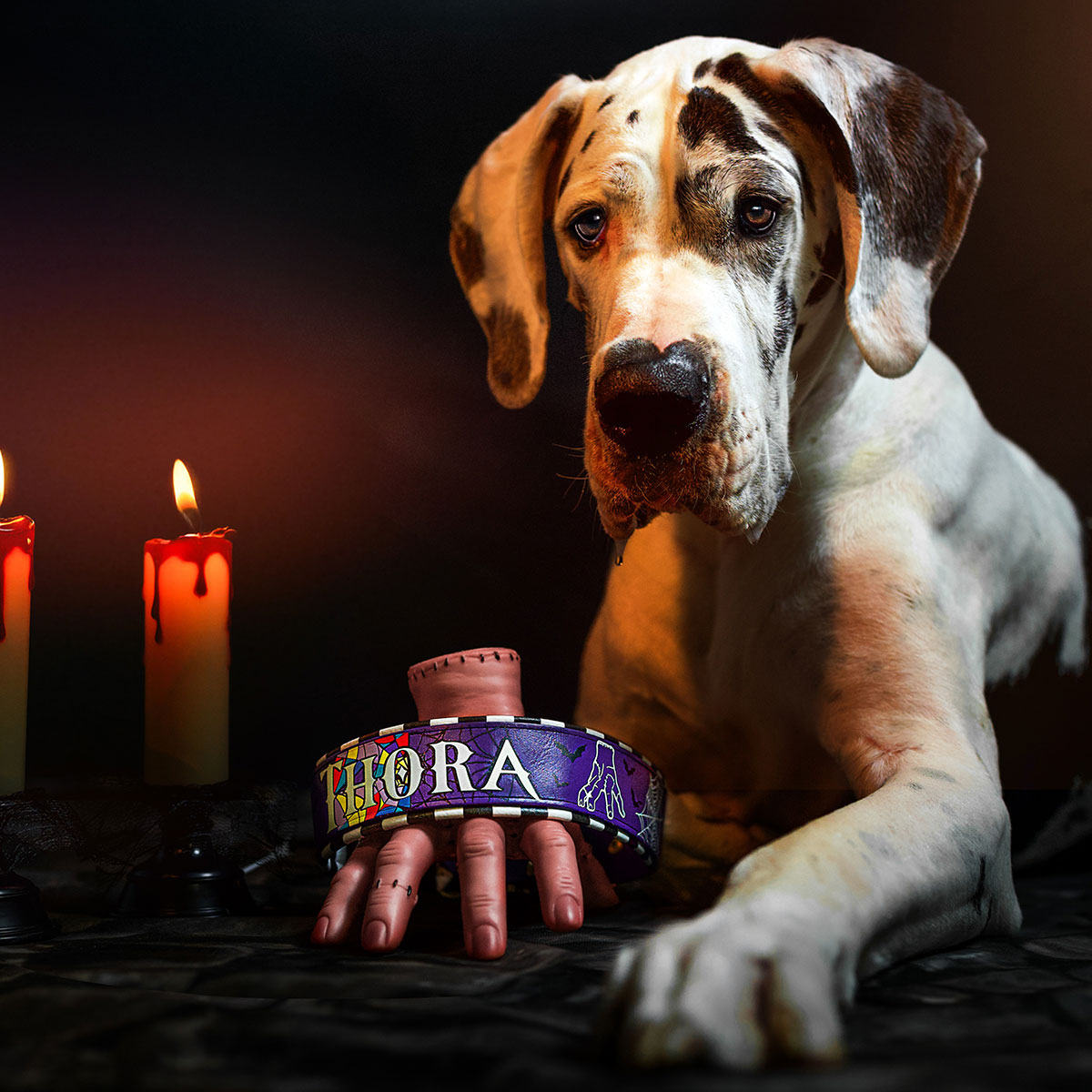 Gepolstertes Halsband aus Biothane "Halloween Edition 2025" | Large – Bild 3