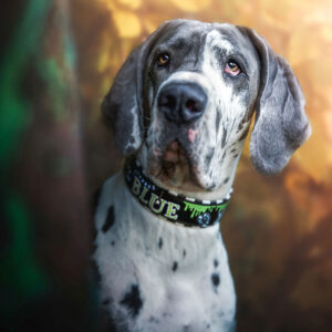 Gepolstertes Halsband aus Biothane