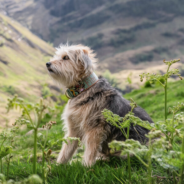 Personalisiertes Set aus Halsband & Leine – "Highland Cow" für kleine bis große Hunde – Bild 4