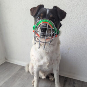 Drahtmaulkorb C&S - Jack