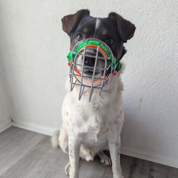 Drahtmaulkorb C&S - Jack – Bild 2