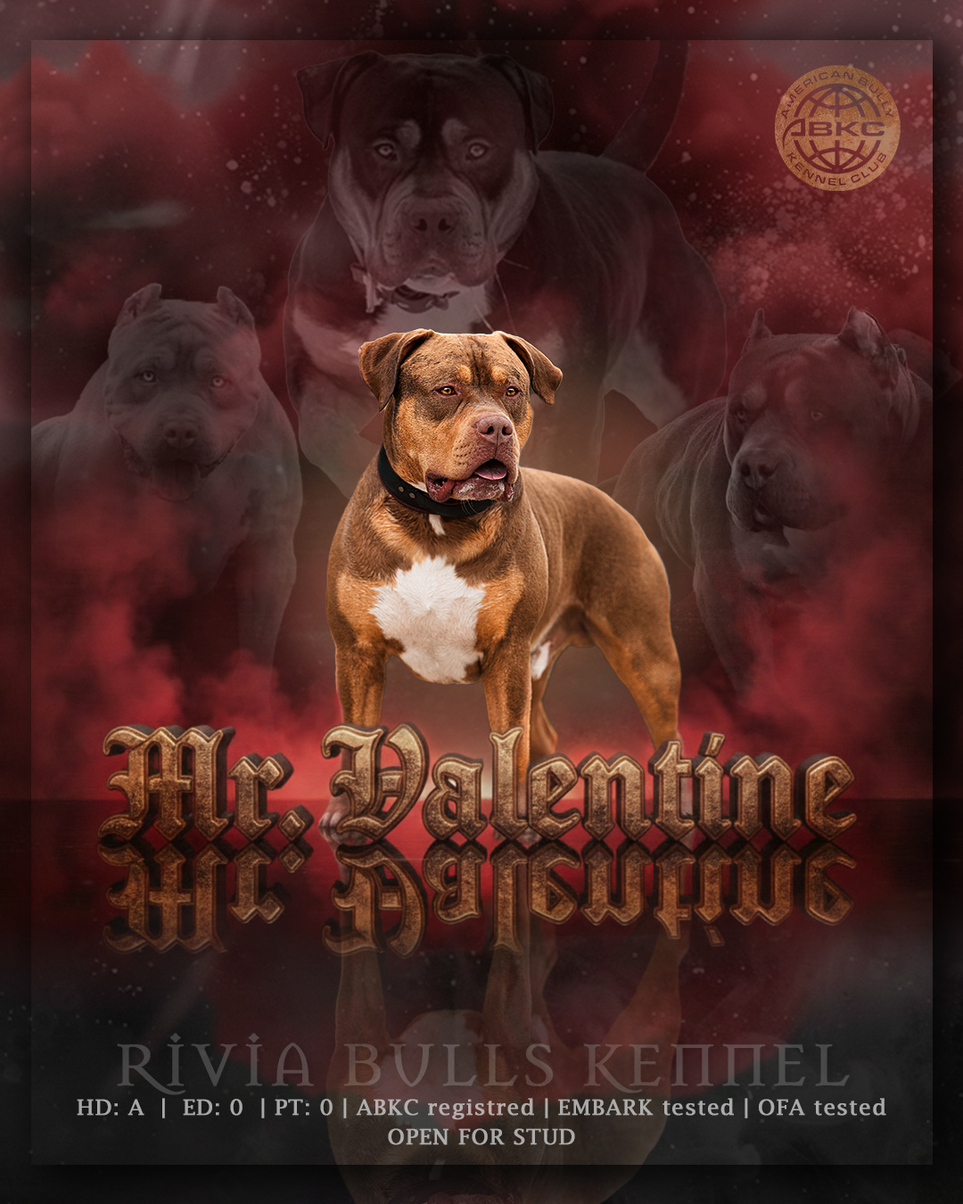 Individuelles "Setcard Banner" – professionelle Setcard für Deckrüden & Zuchthunde