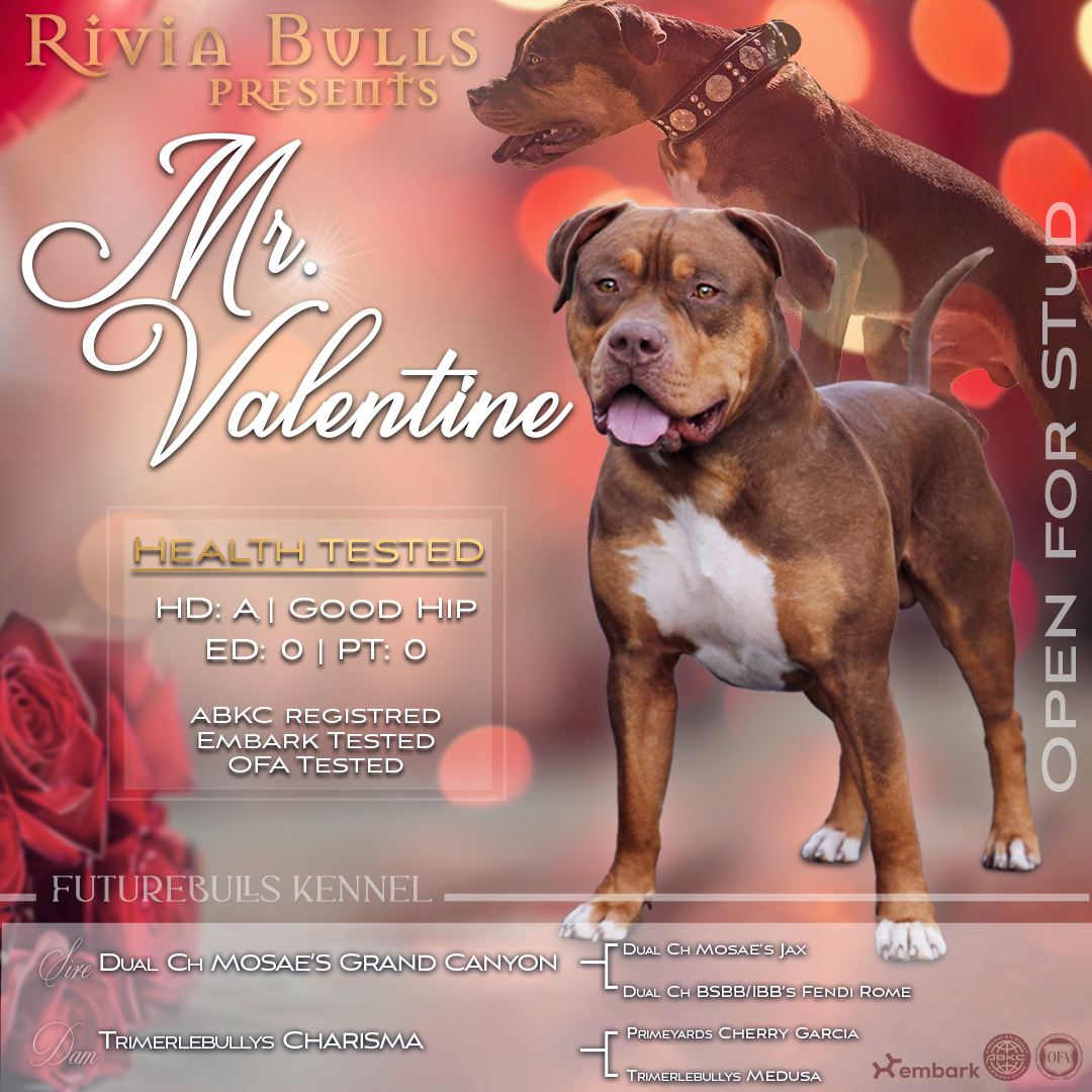 Individuelles "Setcard Banner" – professionelle Setcard für Deckrüden & Zuchthunde – Bild 3