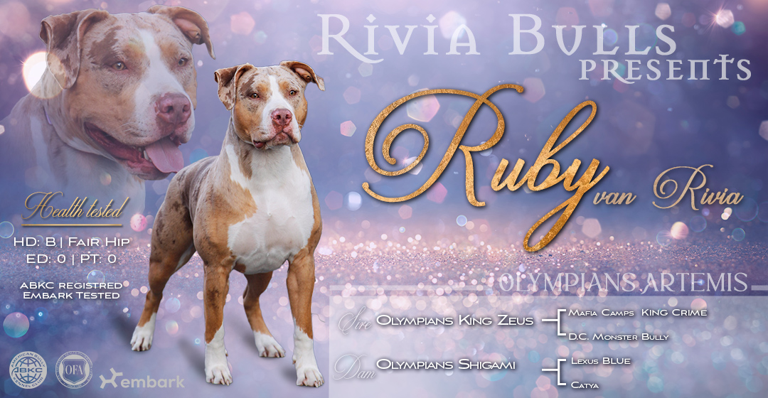 Individuelles "Setcard Banner" – professionelle Setcard für Deckrüden & Zuchthunde – Bild 2