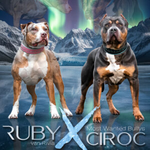 Individuelles Social Media 