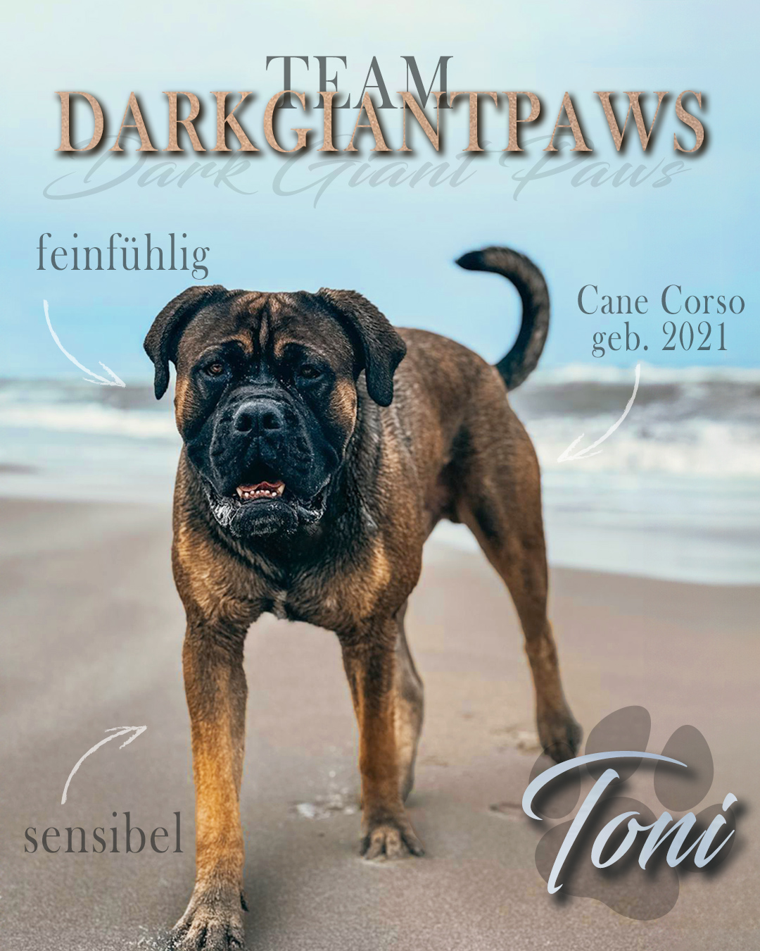 Individuelles "Setcard Banner" – professionelle Setcard für Deckrüden & Zuchthunde – Bild 5