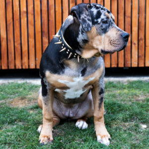 Gepolstertes Nietenhalsband aus Biothane 