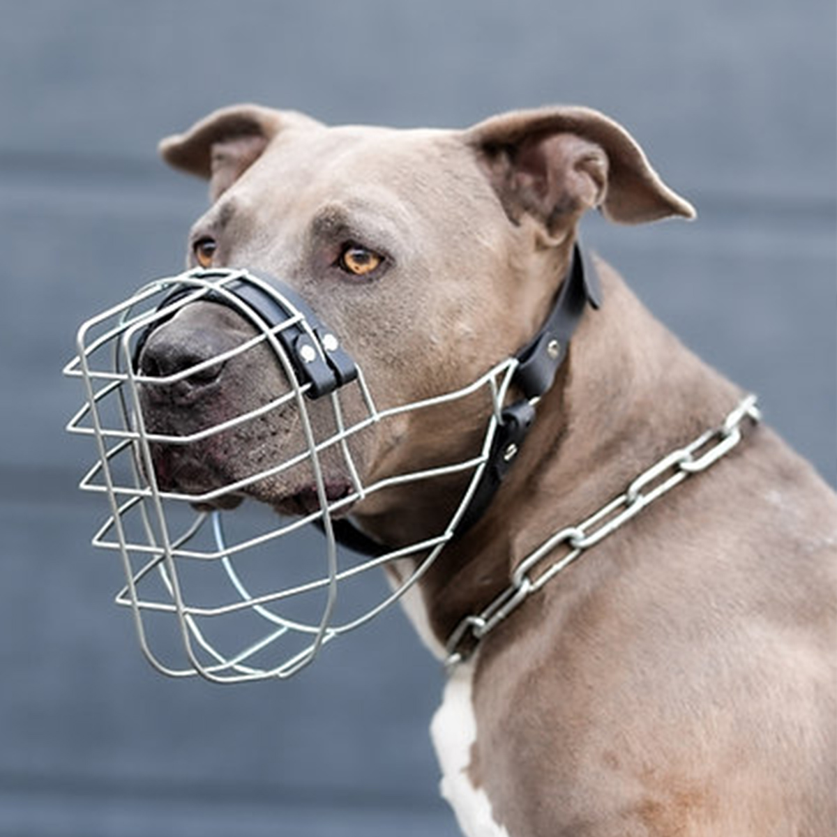 Drahtmaulkorb Unimon | Staffordshire Terrier Boy – Bild 2